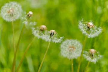 綿毛が広がるタンポポの群生
