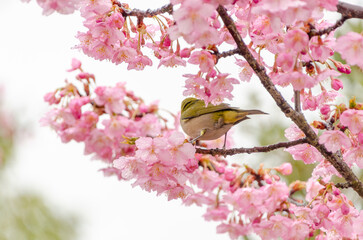 満開の河津桜とメジロの春の訪れ