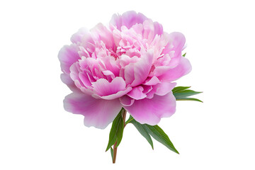 Peony Flower isolated on white background. Single Peony Blossom Isolated for Floral Design Projects.