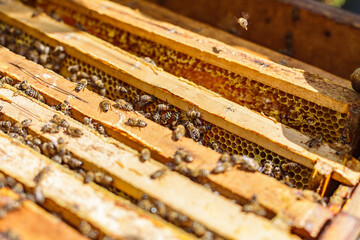 Bees Working on Honeycomb Inside Hive Frame During Apiary Harvest with Closeup of Wax and Wooden...