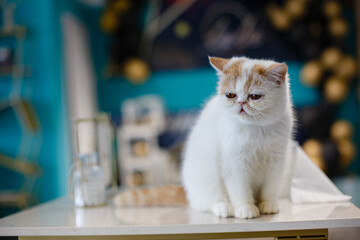 A beautiful pet cat indoors