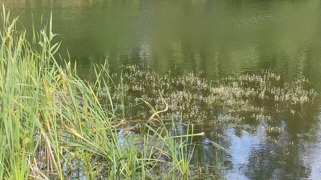 Grass on pond water at Summer day - European nature
