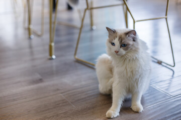 A beautiful pet cat indoors