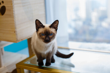 A beautiful pet cat indoors