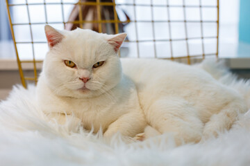 A beautiful pet cat indoors
