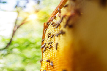 Macro View of Bees on Honeycomb Frame in Sunlight During Apiary Harvest with Natural Green...