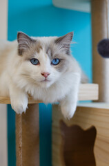 A beautiful pet cat indoors