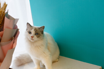 A beautiful pet cat indoors