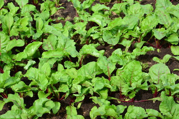 Close-up of vibrant beetroot plants flourishing in a garden bed
