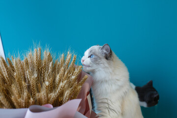 A beautiful pet cat indoors