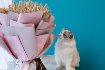A beautiful pet cat indoors