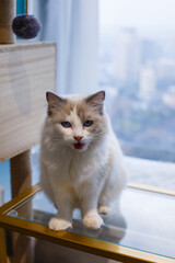 A beautiful pet cat indoors