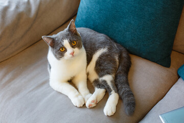 A beautiful pet cat indoors