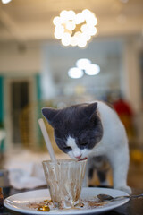 A cute kitten licking ice cream