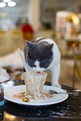 A cute kitten licking ice cream