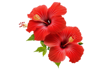 Red hibiscus flowers isolated on transparent background. Bright Red Hibiscus Flower Cutout PNG for Floral Design Projects