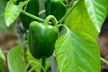 macro of a vibrant green bell pepper growing on the plant