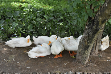 Peking oldest breed of meat-oriented ducks. Reservoirs on a duck farm for rearing ducks