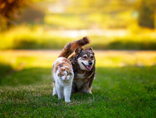 two furry friends cat and dog sitting hugging in summer sunny garden