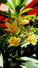 frangipani flower, plumeria blossom, exotic flower, tropical plant, spa flower, floral symbol,...
