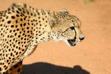 Close-Up of Cheetah in African Wilderness – Wild Big Cat on Red Earth | Predator Profile Wildlife Photography
