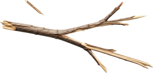 A broken wooden branch with two sections splintered apart isolated dry transparent background