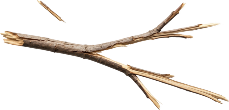 A broken wooden branch with two sections splintered apart isolated dry transparent background