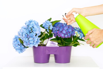 vibrant hydrangea plants in purple pots being misted with water from a green spray bottle. Moment...