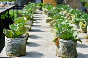 Vegetable seedlings for a home vegetable garden