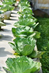 Vegetable seedlings for a home vegetable garden