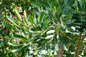 close up of a green plant