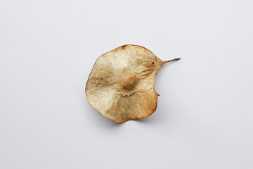 Pterocarpus macrocarpus seeds on white background