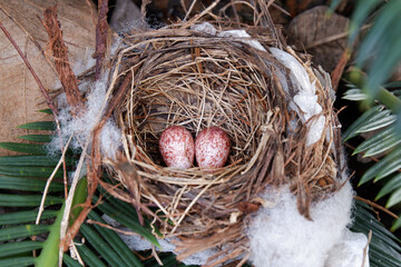 easter eggs in a nest