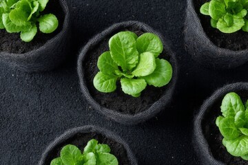 Lush romaine seedlings in charcoal planters whisper verdant tales of Earth Day renewal and clandestine garden enchantments