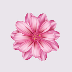 pink daisy flower art illustration design