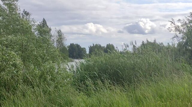 Green grass on the Wind on Lake Shore - European nature landscape