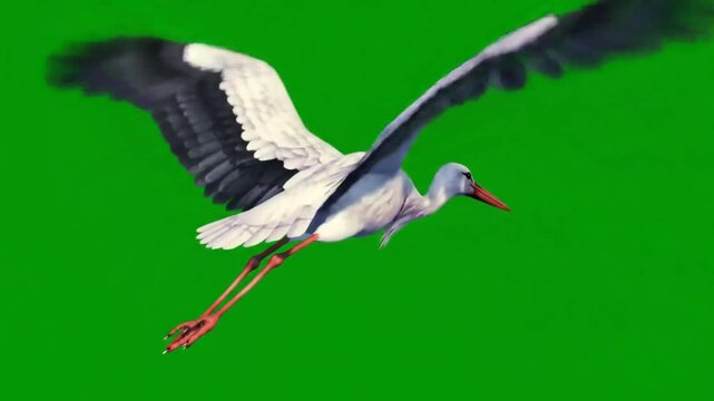 Ultra realistic stork flying with long legs extended behind, solid green screen background