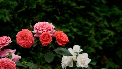 pink roses in garden