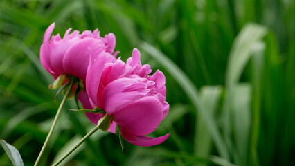 pink tulip flower