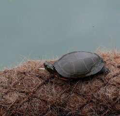 turtle on a rock