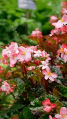 pink flowers in the garden
