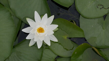 white water lily
