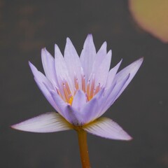 pink water lily