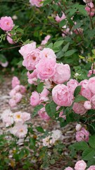 pink rose bush