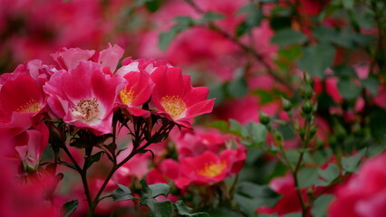 pink rose bush