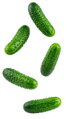 Five fresh cucumbers falling against a transparent background, creating a dynamic and appetizing image