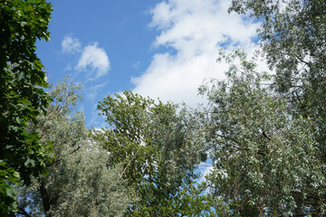 View through a  window of a forest, a park with green and silver willow trees.   