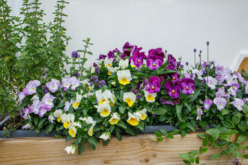 Beautiful flower composition from violet, purple and yellow pansies in long wooden pot