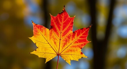 Fototapeta premium Vibrant Autumn Leaf with Red and Yellow Shades Against Nature Backdrop