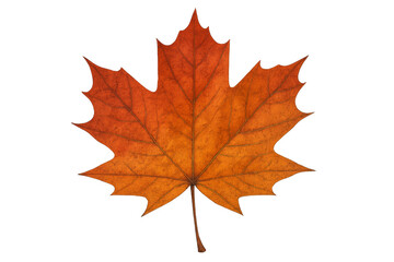Fototapeta premium Vibrant orange maple leaf isolated on transparent background